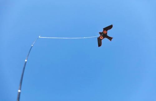 Bild på SILVERLINE Fågelskrämma Blackbird Drake