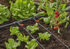 Bild på GARDENA Micro-Drip Inline Droppspridare, tryckreglerande (10 st.) 13312-20