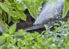 Bild på GARDENA Micro-Drip Micro Sprinkler (5 st.) 13318-20